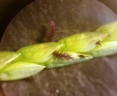 Paspalum vaginatum
