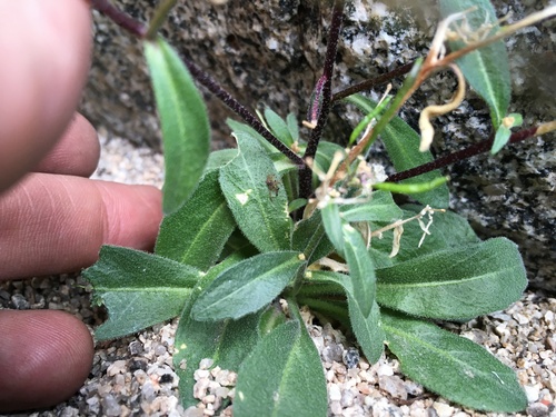 Image of Yosemitea repanda by (c) Martin Purdy, some rights reserved (CC BY)