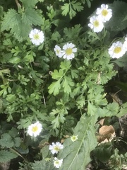 Tanacetum parthenium