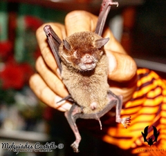 Pteronotus mesoamericanus