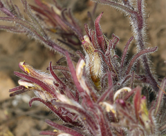 Cordylanthus kingii helleri