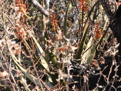 Aloe chabaudii