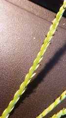 Paspalum vaginatum