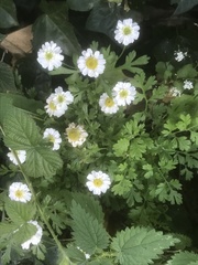 Tanacetum parthenium