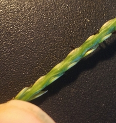 Paspalum vaginatum
