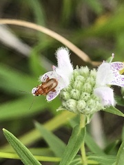 Luperaltica nigripalpis