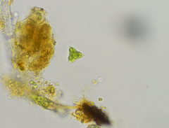 Staurastrum punctulatum