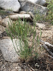 Boechera platysperma