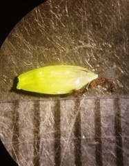 Paspalum vaginatum