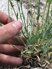 Boechera platysperma