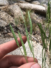 Boechera platysperma