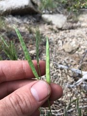 Boechera platysperma