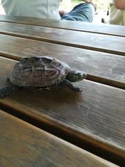 Mauremys reevesii