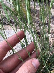 Boechera platysperma