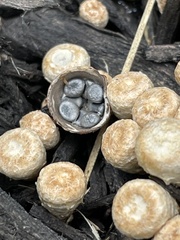 Cyathus stercoreus