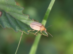 Colaspis hypochlora