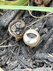 Cyathus stercoreus