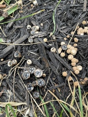 Cyathus stercoreus