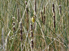 Pseudocolopteryx flaviventris