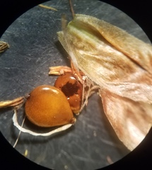 Bolboschoenus maritimus paludosus