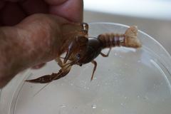 Fallicambarus macneesei