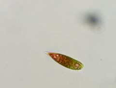 Euglena sanguinea