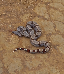 Boa constrictor constrictor
