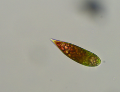 Euglena sanguinea