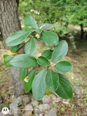 Daphnopsis monocephala