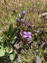 Gentianella ramosa
