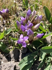Gentianella ramosa