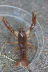 Fallicambarus macneesei