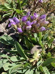 Gentianella ramosa