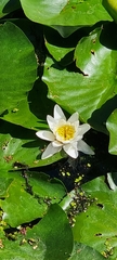 Nymphaea alba