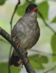 Catharus mexicanus