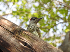 Campethera abingoni suahelica