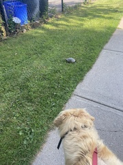 Chrysemys picta marginata