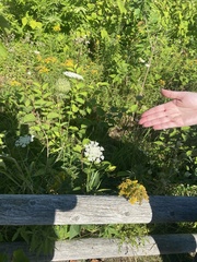 Chrysemys picta marginata