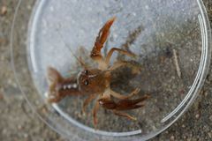Fallicambarus macneesei