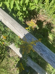 Chrysemys picta marginata