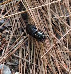 Odontotaenius