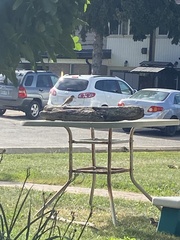 Chrysemys picta marginata