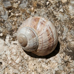 Helix schlaeflii