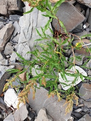 Rumex pallidus
