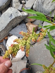Rumex pallidus
