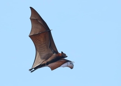 Pteropus vampyrus