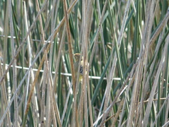 Pseudocolopteryx flaviventris
