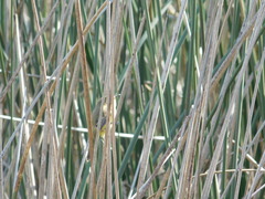 Pseudocolopteryx flaviventris