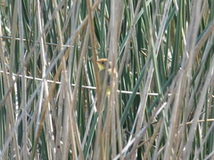 Pseudocolopteryx flaviventris