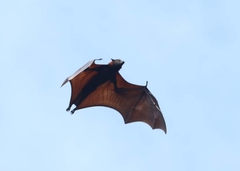 Pteropus vampyrus